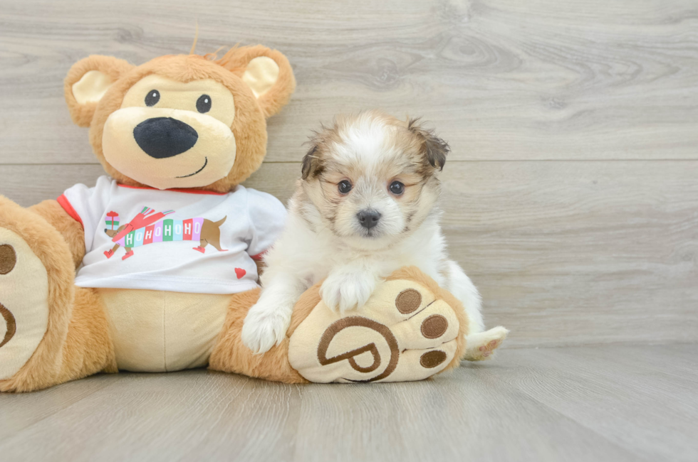 6 week old Maltipom Puppy For Sale - Premier Pups