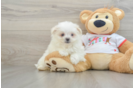 Maltipom Puppy for Adoption