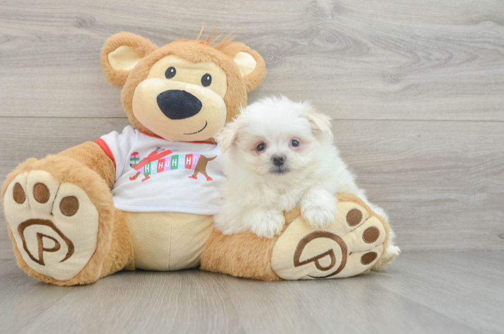 6 week old Maltipom Puppy For Sale - Premier Pups