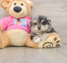 5 week old Maltipom Puppy For Sale - Premier Pups