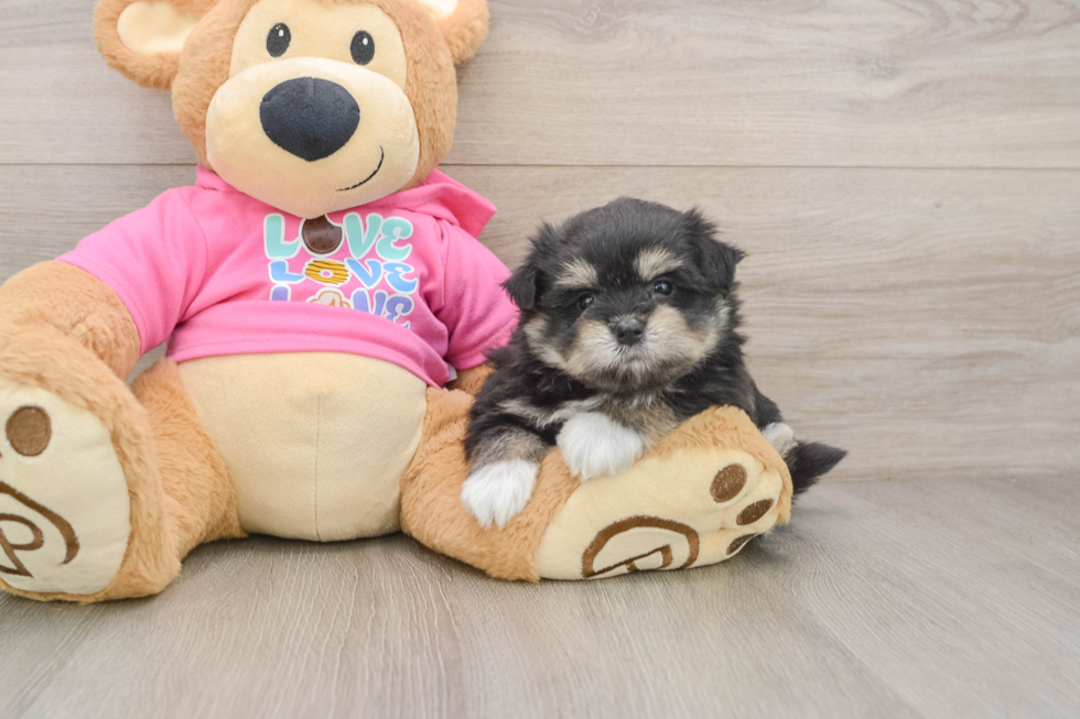 Maltipom Pup Being Cute