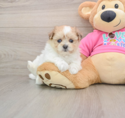 5 week old Maltipom Puppy For Sale - Premier Pups