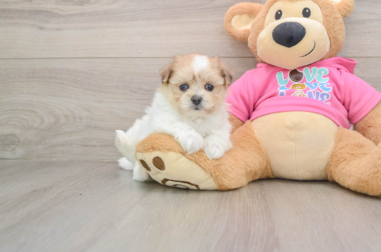 FLUFFY, a Maltipom littermate