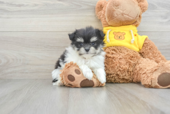 Playful Maltipom Designer Puppy