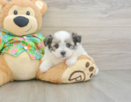 5 week old Maltipom Puppy For Sale - Premier Pups