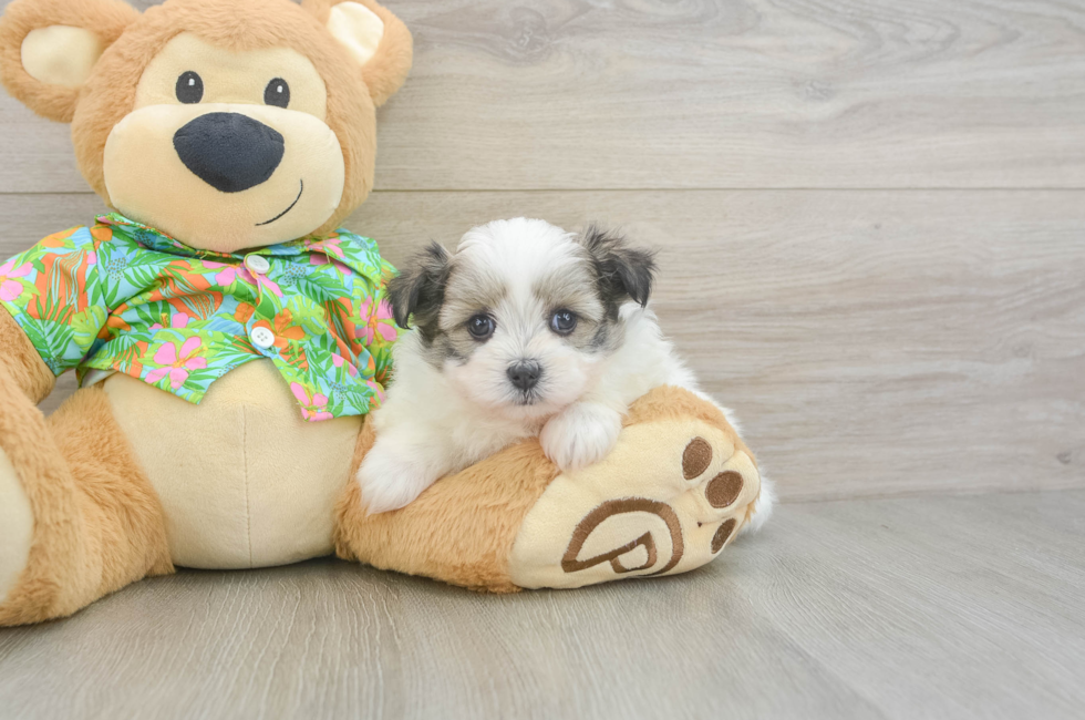 5 week old Maltipom Puppy For Sale - Premier Pups