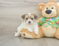 5 week old Maltipom Puppy For Sale - Premier Pups