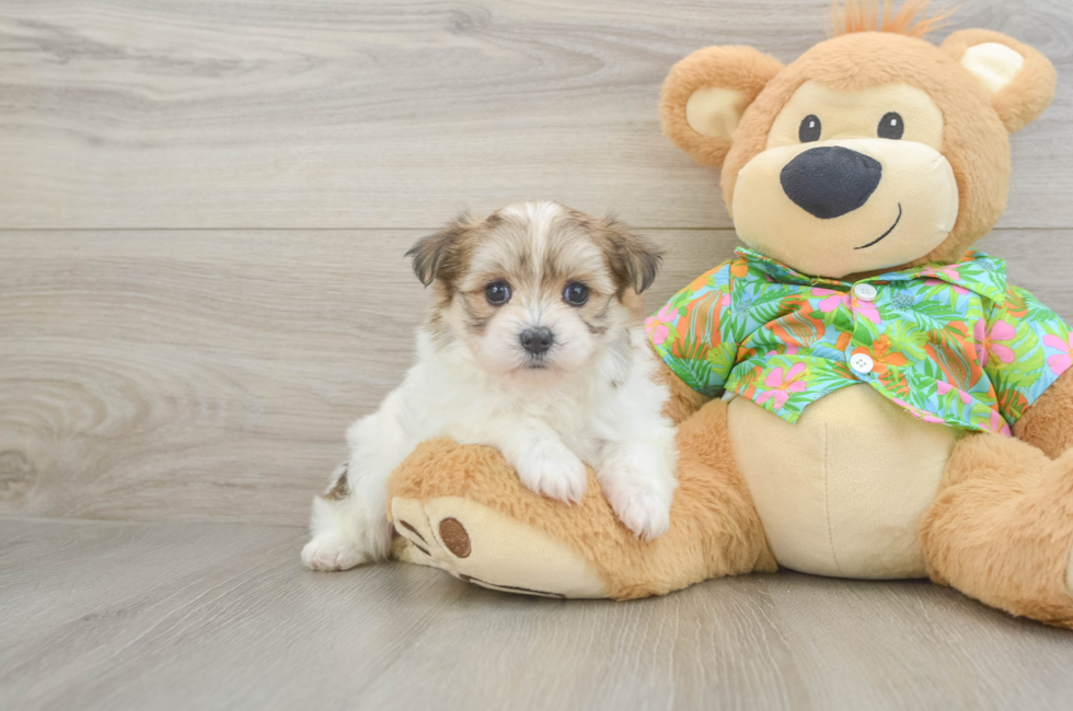 5 week old Maltipom Puppy For Sale - Premier Pups