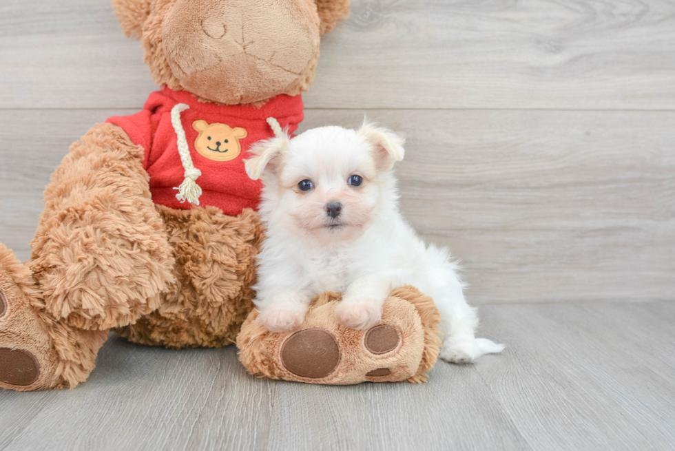 Maltipom Pup Being Cute