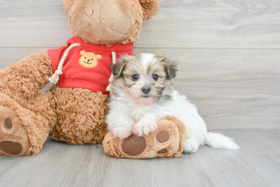 Fluffy Maltipom Designer Pup