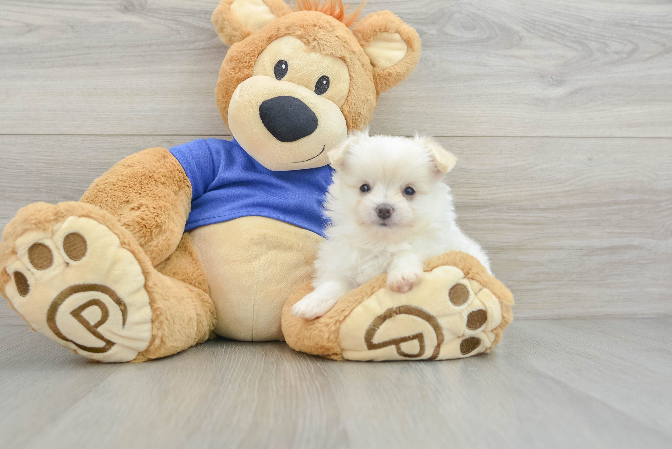 Little Maltese Pom Designer Puppy