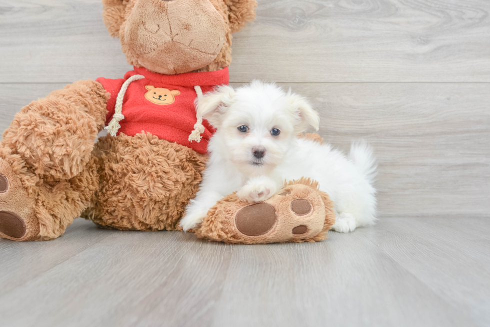 Maltipom Puppy for Adoption