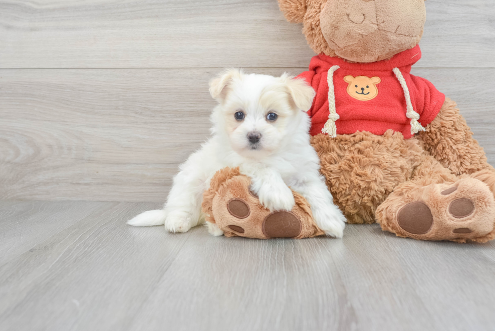 Maltipom Puppy for Adoption