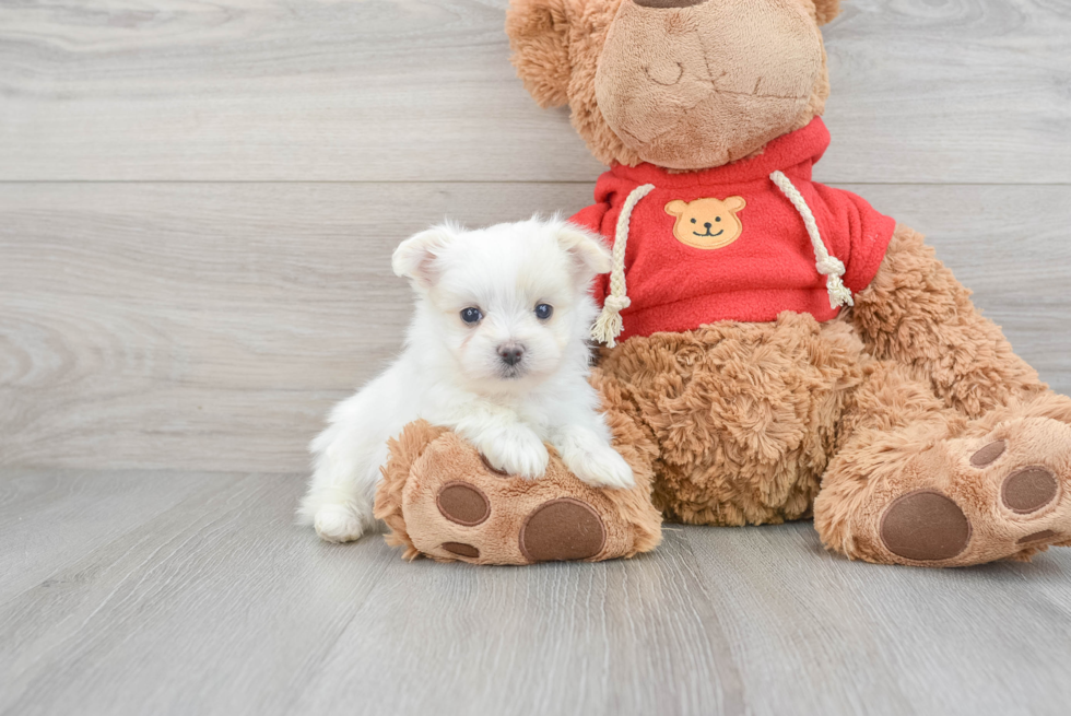 Maltipom Pup Being Cute