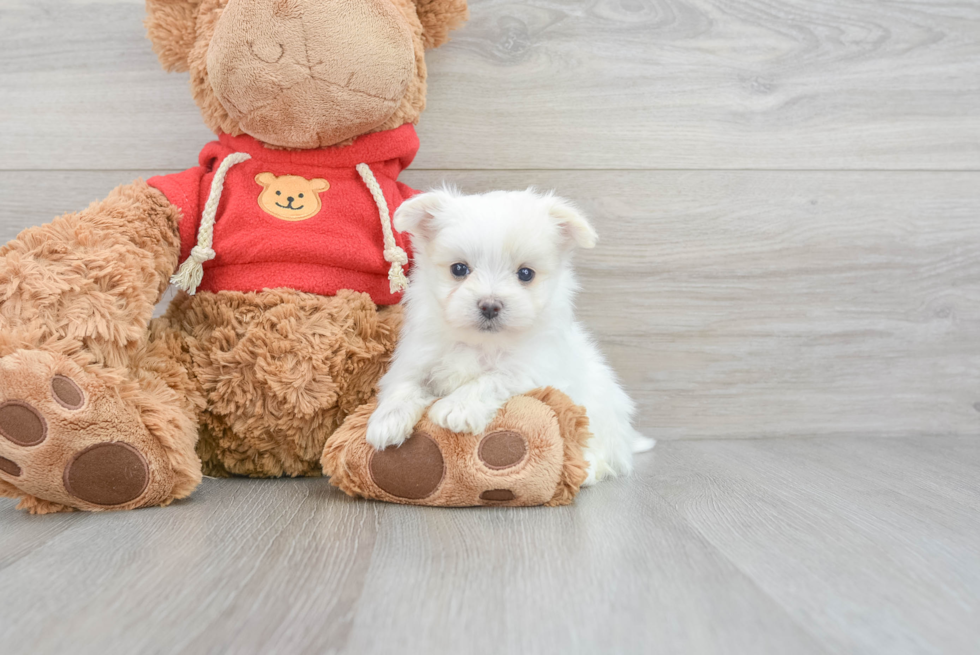 Little Maltipom Designer Puppy