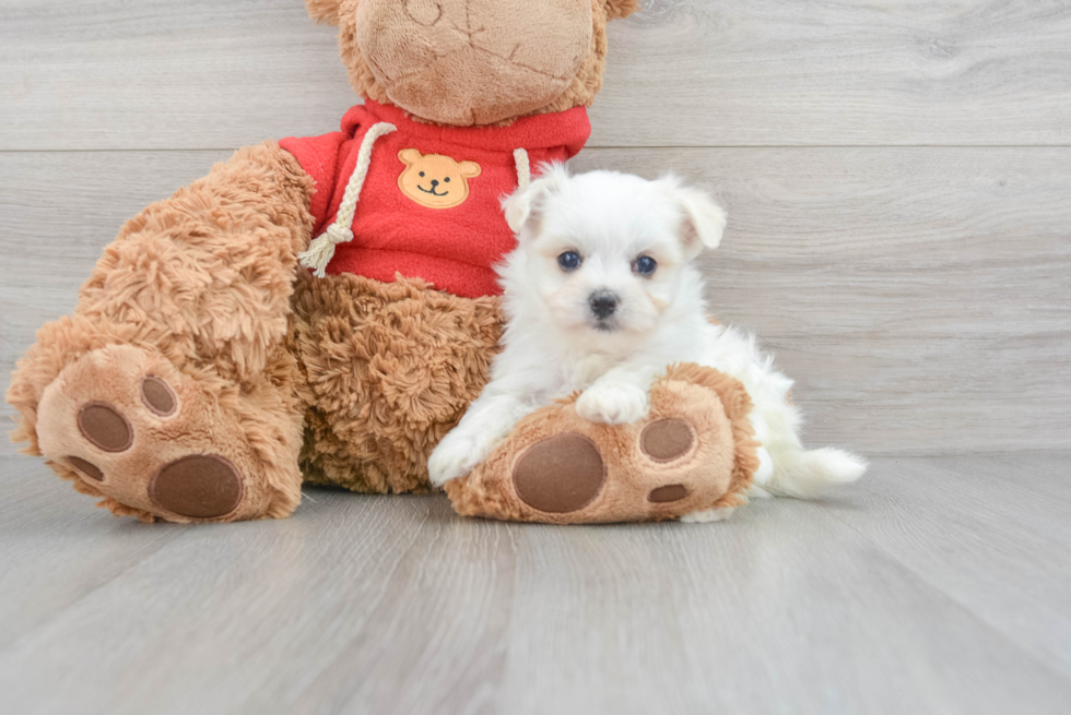 Adorable Maltipom Designer Puppy