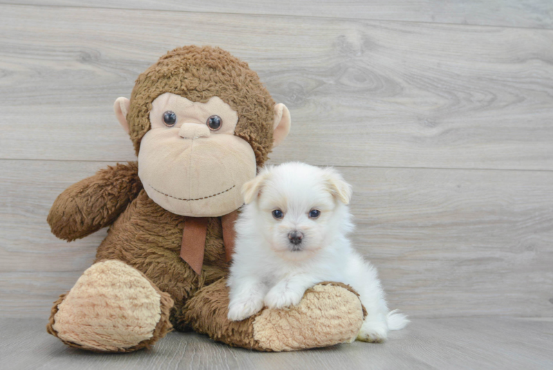 Meet Marshmello - our Maltipom Puppy Photo 1/4 - Premier Pups
