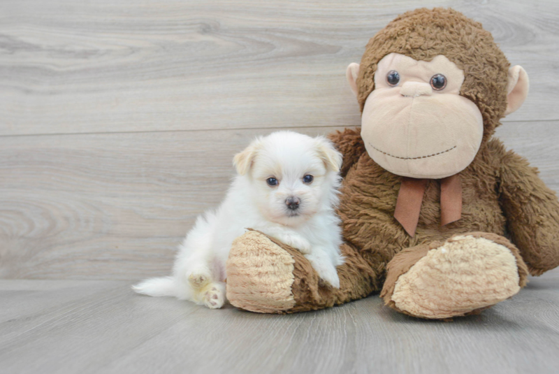 Meet Marshmello - our Maltipom Puppy Photo 2/4 - Premier Pups