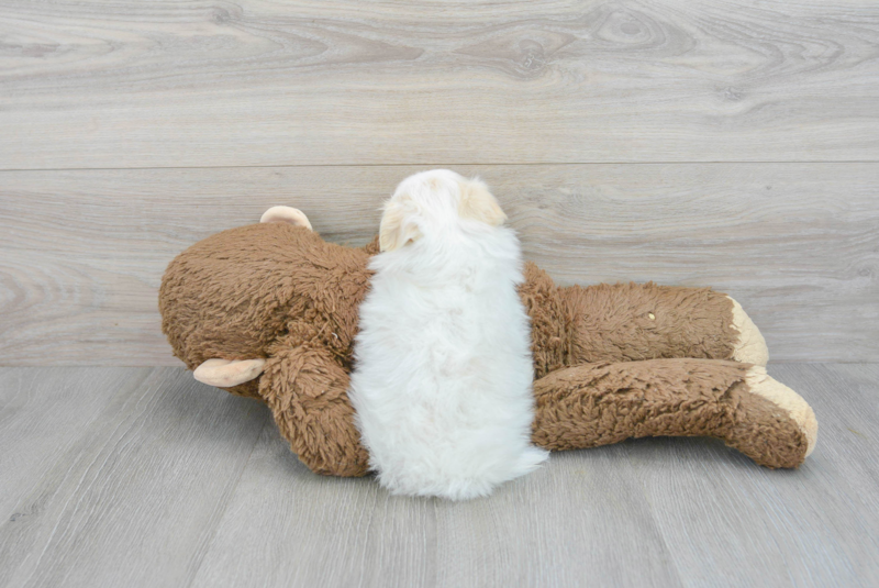 Meet Marshmello - our Maltipom Puppy Photo 3/4 - Premier Pups