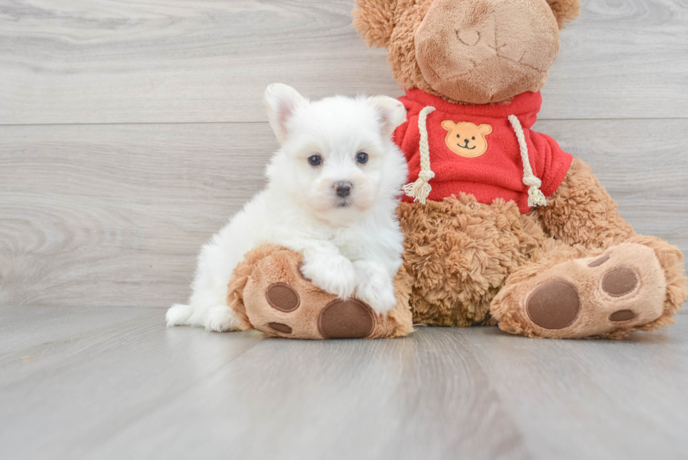 Maltipom Puppy for Adoption