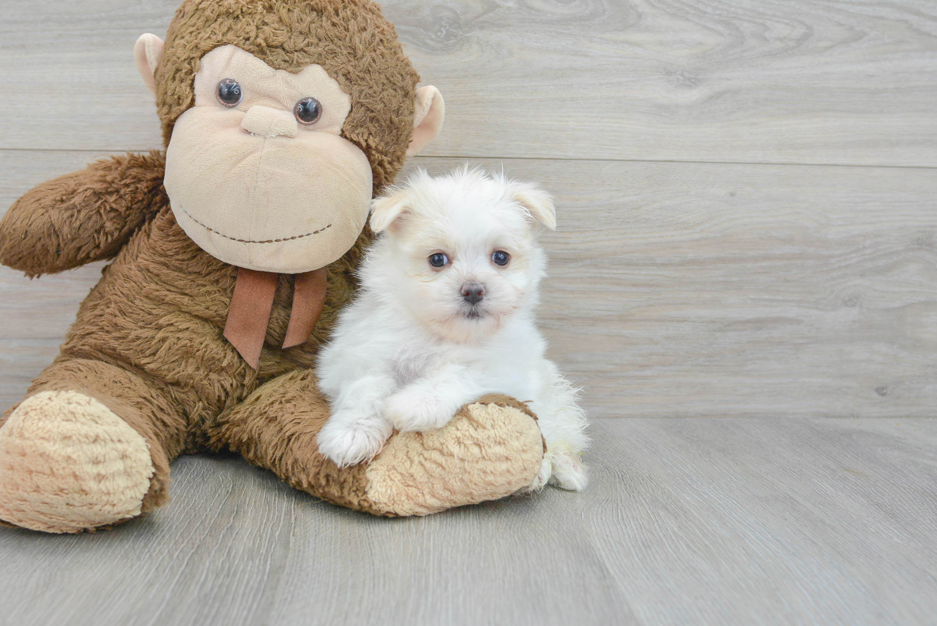 Playful Maltipom Designer Puppy