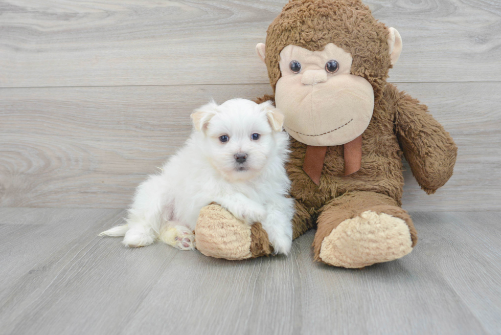 Maltipom Pup Being Cute