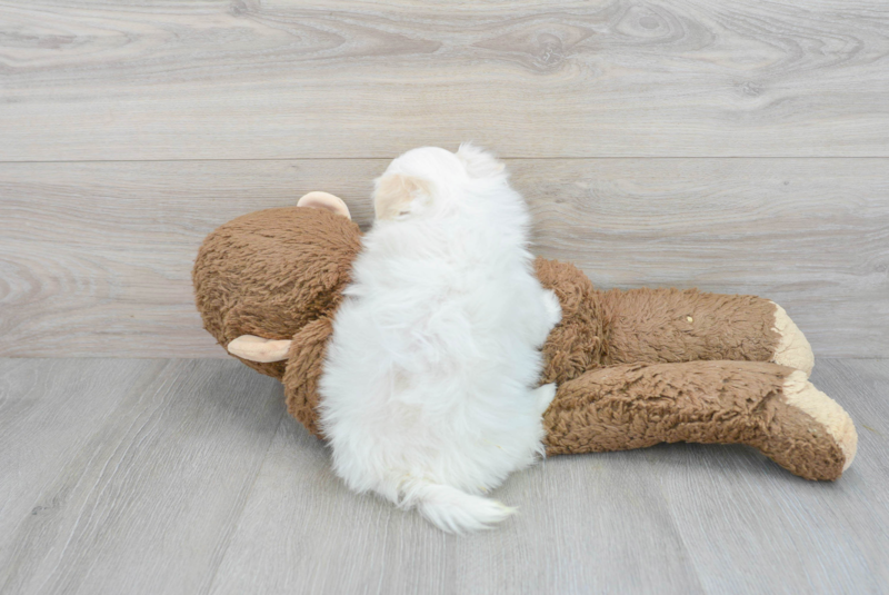 Meet Mclovin - our Maltipom Puppy Photo 2/3 - Premier Pups