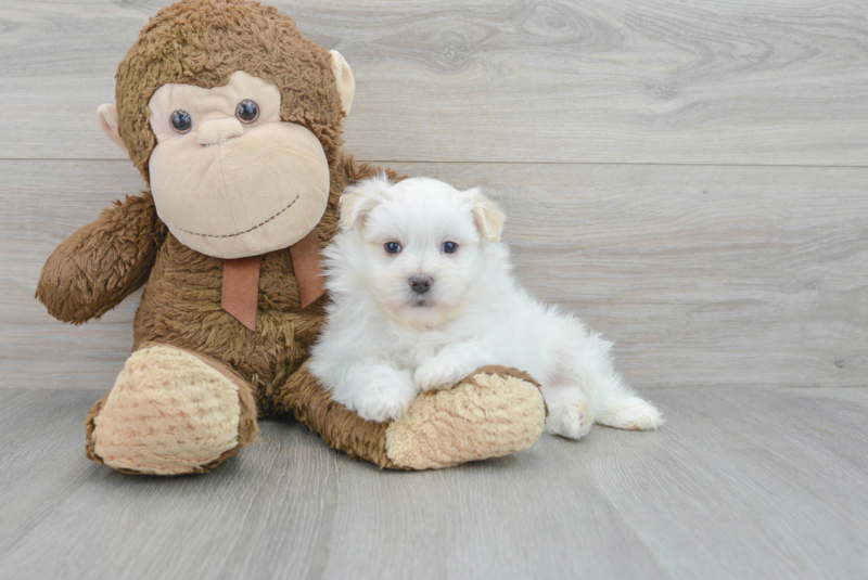 Meet Mclovin - our Maltipom Puppy Photo 3/3 - Premier Pups