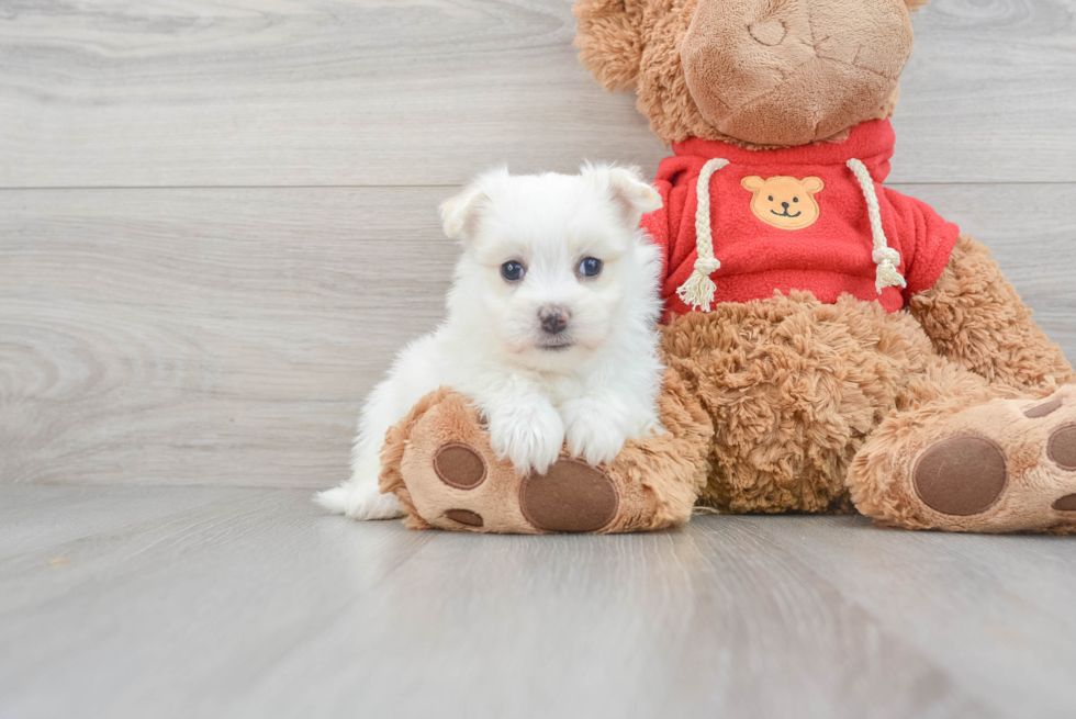 Maltipom Puppy for Adoption