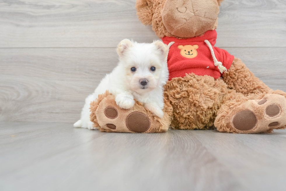 Maltipom Puppy for Adoption