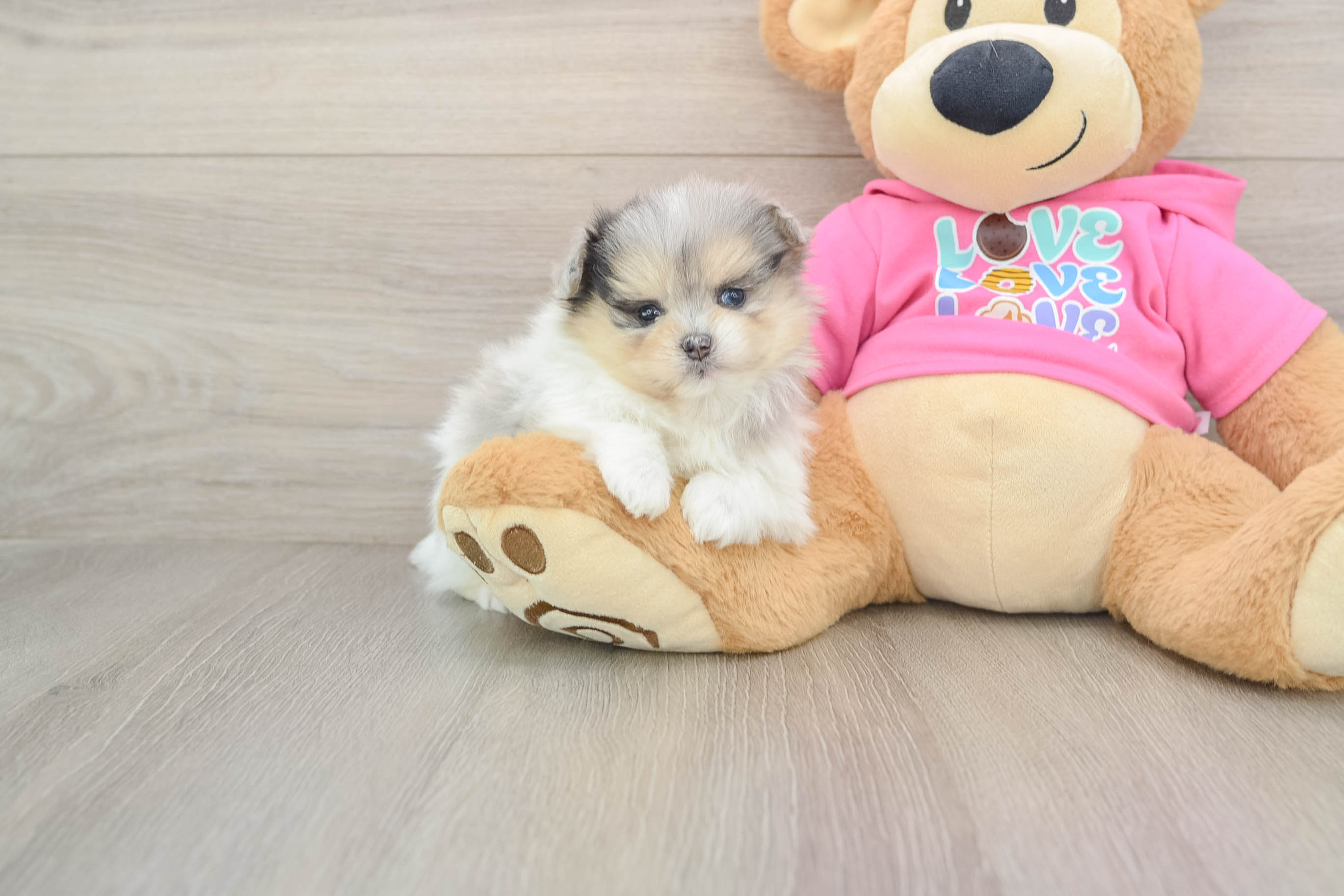 Sweet Maltipom Baby