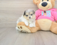 5 week old Maltipom Puppy For Sale - Premier Pups