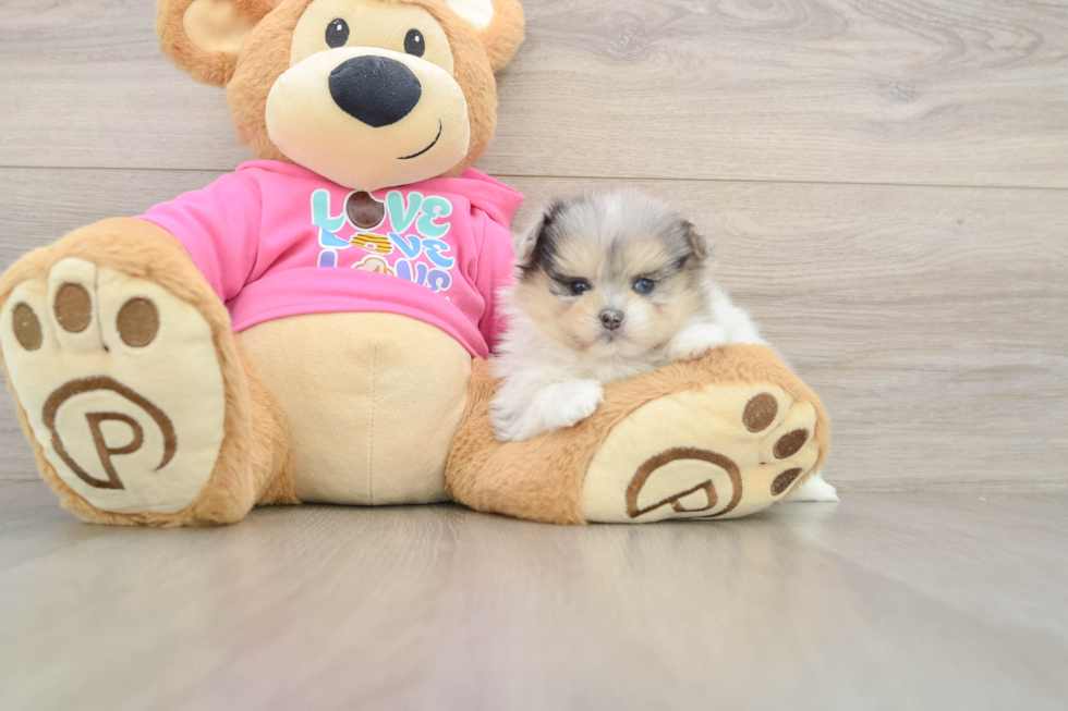 Friendly Maltipom Baby