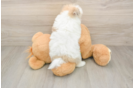Happy Maltipom Baby