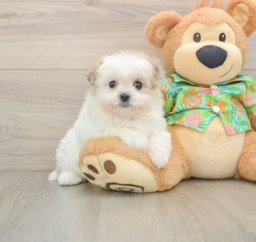 6 week old Maltipom Puppy For Sale - Premier Pups