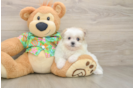 Best Maltipom Baby