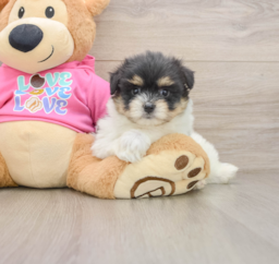 5 week old Maltipom Puppy For Sale - Premier Pups