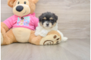 Small Maltipom Baby