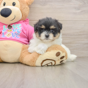 Small Maltipom Baby