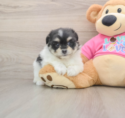 5 week old Maltipom Puppy For Sale - Premier Pups