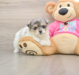6 week old Maltipom Puppy For Sale - Premier Pups