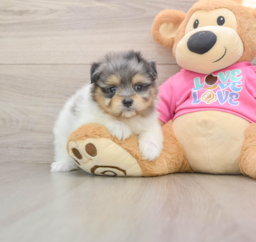 5 week old Maltipom Puppy For Sale - Premier Pups