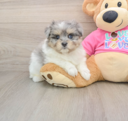 6 week old Maltipom Puppy For Sale - Premier Pups