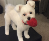 Maltipom Puppies For Sale Premier Pups