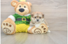 Maltipom Puppy for Adoption