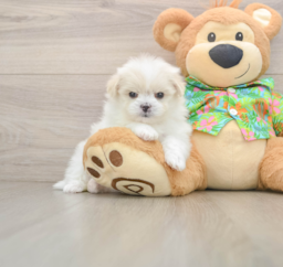 5 week old Maltipom Puppy For Sale - Premier Pups