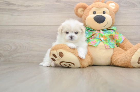 Maltipom Pup Being Cute