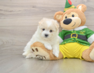 5 week old Maltipom Puppy For Sale - Premier Pups