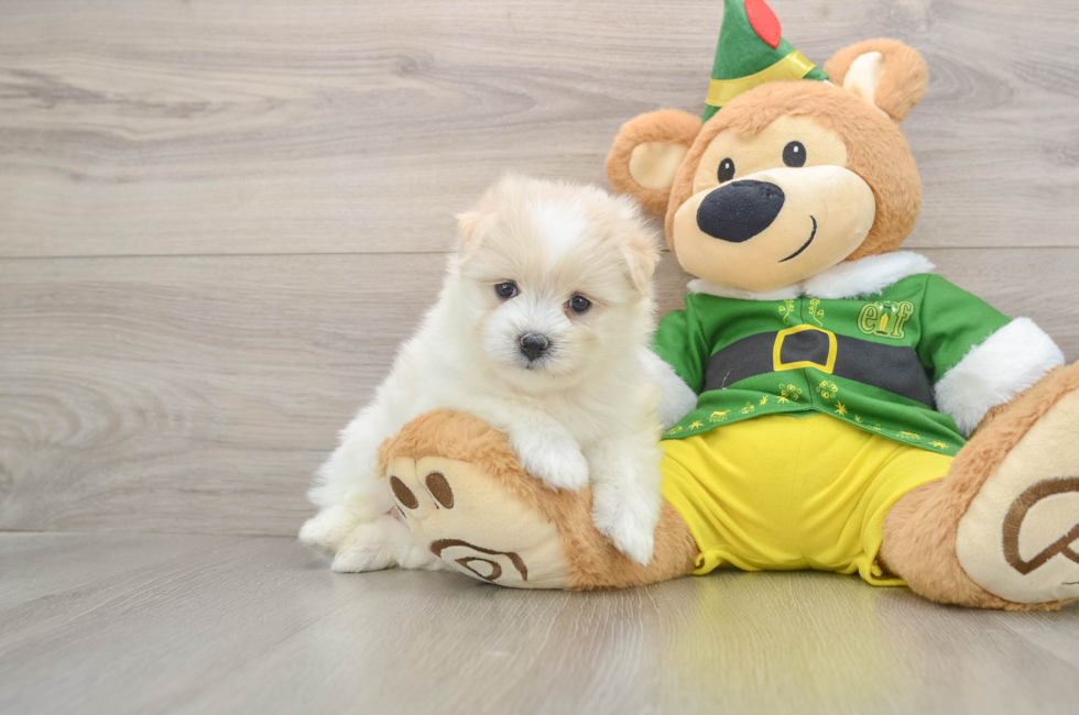 5 week old Maltipom Puppy For Sale - Premier Pups