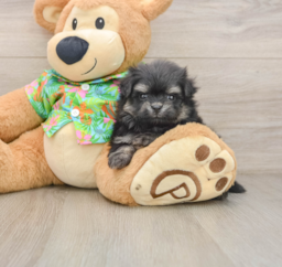 5 week old Maltipom Puppy For Sale - Premier Pups